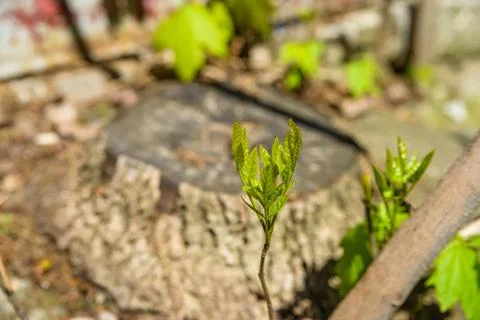 Young tree sprout Stock Photos