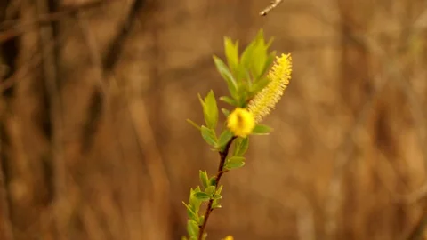 Young tree sprouts on background with bokeh Stockbeeldmateriaal 128911359
