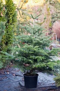 Young tree spruce seedling in container for planting. Stock Photos