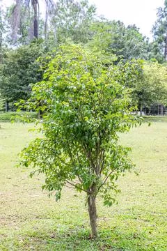 Young Tree Standing Alone on Green Grass Stock Photos