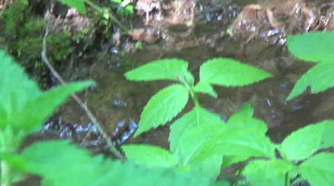 Young tree, stream Stockbeeldmateriaal 47395045