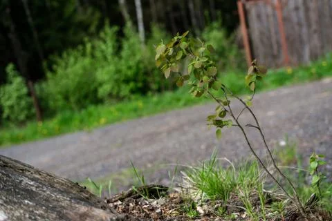 Young tree on a stump. Stock Photos