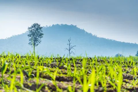 Young tree of sugar cane Stock Photos