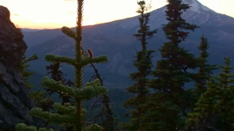 Young tree sunset sapling mountain pan Mt. Hood Oregon Cascades 25 스톡 동영상 81974863