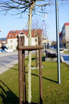 Young Tree with Support in Urban Environment Stock Photos