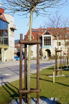 Young Tree with Support in Urban Environment Stock Photos