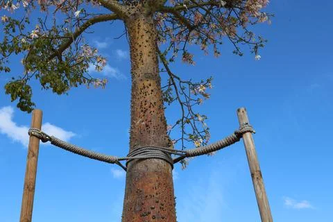 A young tree with a textured trunk and pink flowers against a bright blue sky Stock Photos