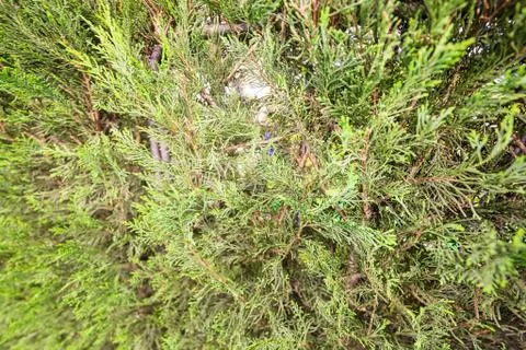 Young tree of thuja Stock Photos