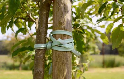 Young tree tied to stake Stock Photos