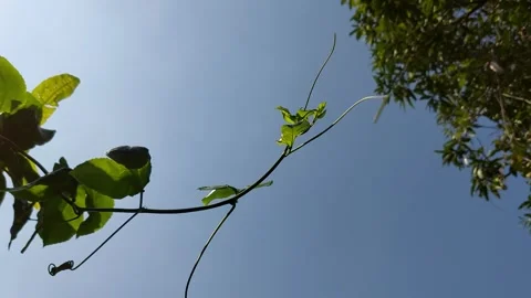 Young tree tops floating in the sky Stock Footage 260146928