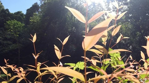 Young tree tops in the natural forest Stock Footage 112654480