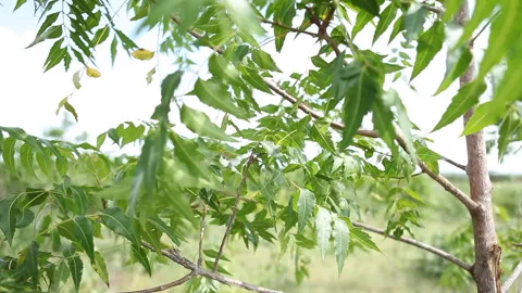 Young tree in tree nusery blows in the wind. Stock Footage 138147138