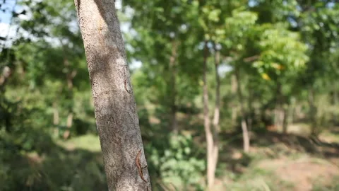 Young Tree in Tree Nusery Stock Footage 138147080