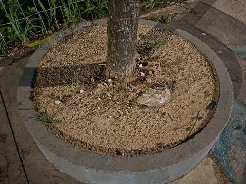 Young Tree Trunk in Circular Concrete Planter with Sand and Soil Stock Photos