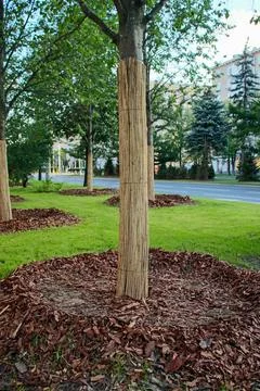 Young tree trunk protected by bamboo reed fence in urban park with green Stock Photos