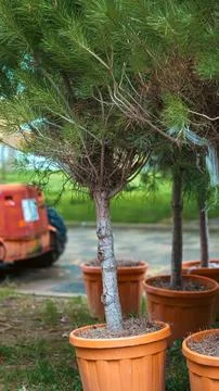 Young tree trunks growing in terracotta colored plastic pots, arranged on gre Stock Photos