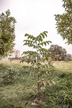 Young tree. walnut tree. autumn time Stock Photos