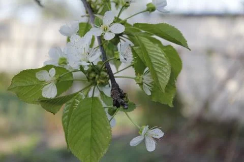 Young tree. White flower. Spring. Background. Stock Photos