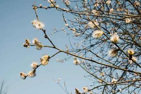Young tree, willow blossomed for easter Stock Photos