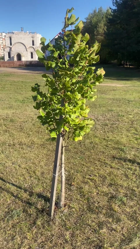 Young tree in the wind. Vertical video Stock Footage 287942204