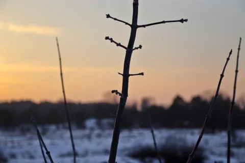 A young tree in a winter field at sunset with a blurred background. Foto stock