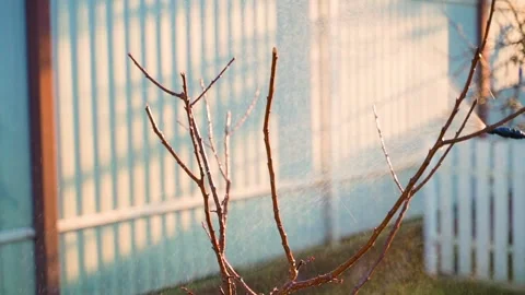 Young tree without leaves sprayed in slow motion in spring Stock Footage 311169967