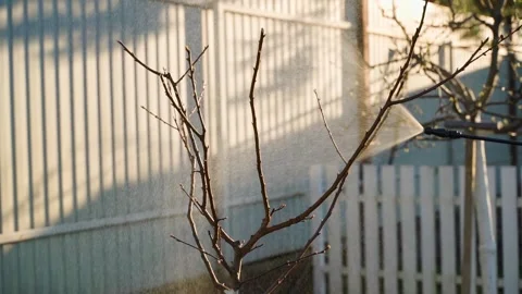 A young tree without leaves is sprayed Stock Footage 313578602