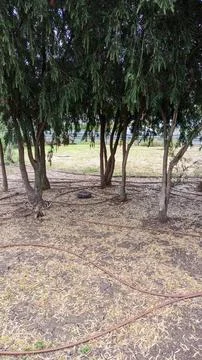 Young trees and an installed drip irrigation system between the trees Foto stock