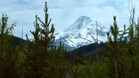 Young trees and snowcapped peak - Summer on Mount Hood Stock Footage 81728957