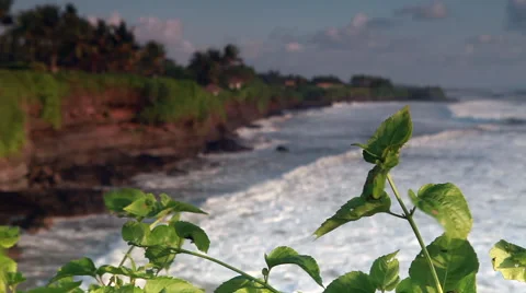 Young trees and waves on the background 스톡 동영상 41666108