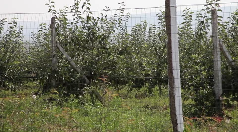 Young trees, apple orchard, rows, sapling, beautiful landscape, agriculture Stock Footage 40633124