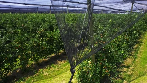 Young trees of apple in rows of orchard covered with net for safety Stock Footage 276374224