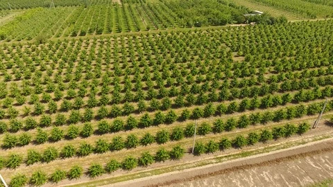 Young trees cherry garden. Trees of sweet cherry with green leaves. Stock Footage 95910411