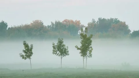 Young trees on the edge of the forest. Morning fog. Picturesque summer nature Stock Footage 174366935