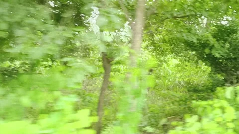 Young Trees in Forest Clearing Stock-Footage 343908419
