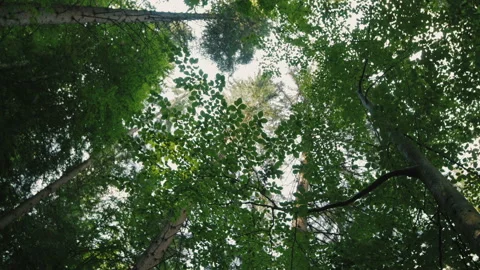 Young trees in the forest. Stock Footage 59098923