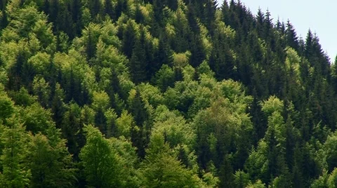 Young trees in the forest Stock Footage 69009119