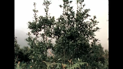 Young Trees in Forest Stock Footage 278240554