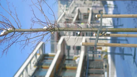Young trees in front of the construction of a modern building in vertical in 4K Stock Footage 149006434