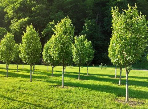 Young trees in garden Fotos Stock