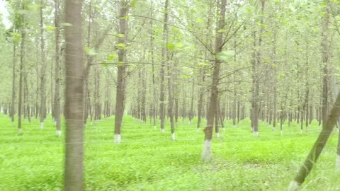 Young Trees in Green Forest Stock-Footage 343908048