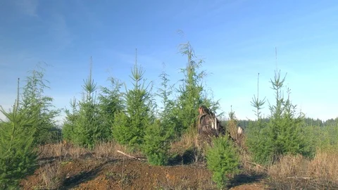 Young trees grow in logging forest Olympic Peninsula 動画素材 70947255