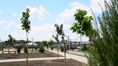 Young trees grow next to the house on a sunny summer day. Stock Footage 281508331