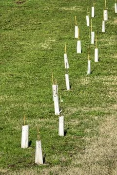 Young Trees Growing Stock Photos