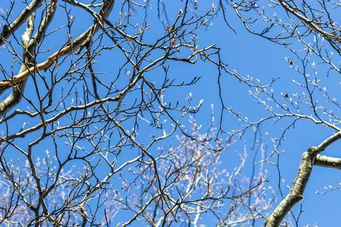 Young trees growing in the sunlight Foto stock
