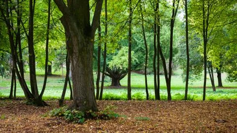 Young trees in the line Foto stock