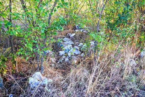 Young Trees Litter, Underbrush Hides Trash And Plastic, Saplings Conceal Debris Stock Photos