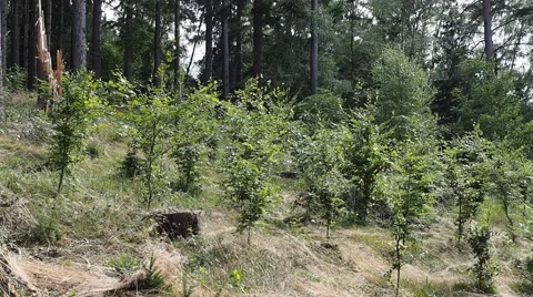 Young trees in the mild wind with authentic sound Stock Footage 52681026