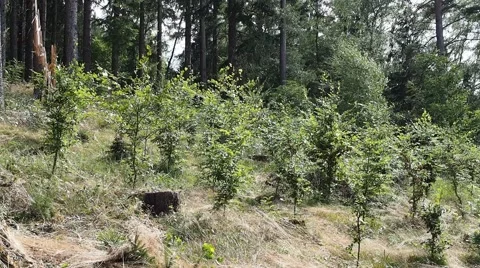 Young trees in the mild wind without sound Stock Footage 52681541