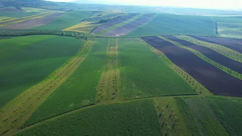 Young trees planted in even rows on undulating terrain in South Moravia, Czech Stock Footage 233844601